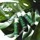 Тонизирующий шампунь Tea Tree Shampoo