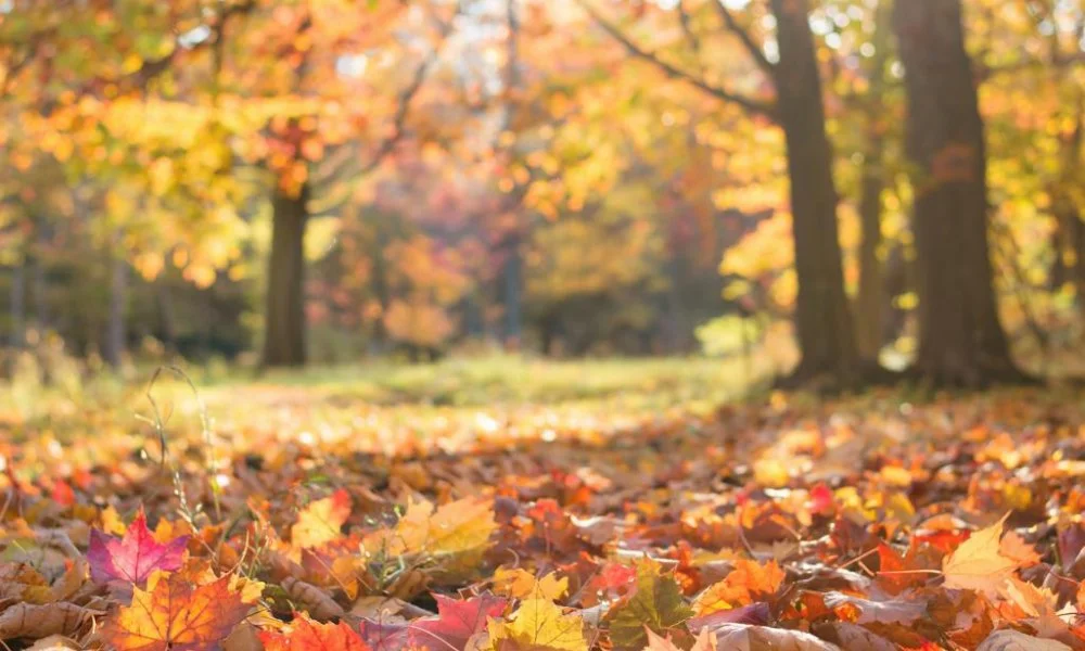 лес.png лес.png